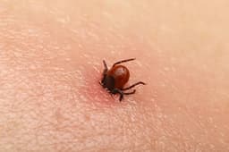 90 de cazuri de mușcături de căpușe și 33 de diagnosticuri cu boala Lyme la Spitalele din Județ