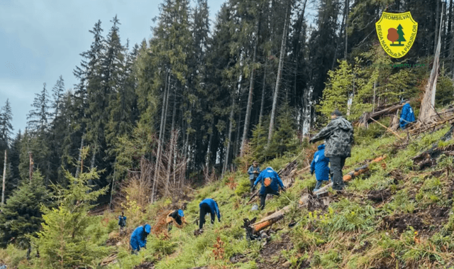  Romsilva plantează impresionant - peste 15 milioane de puieți forestieri această primăvară