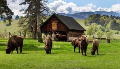 Descoperă Rezervația de Zimbri din Vama Buzăului și Rarul Pudu, Noi Atracții pentru Turistii Străini