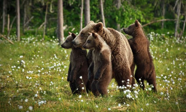 Recomandări Salvamont pentru Siguranța în Munți la Întâlnirea cu Fauna Sălbatică