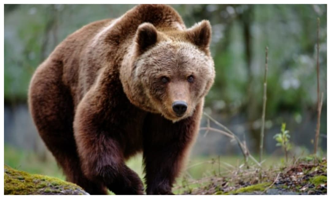  Turist Străin Mușcat de Urs În Timp ce Încerca să-l Hrănească