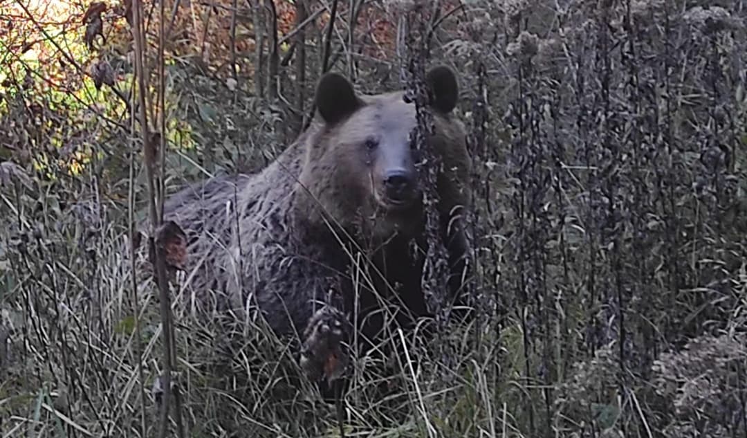  Urs Văzut în Curtea Mănăstirii, Autoritățile Emit Mesaj RO-Alert