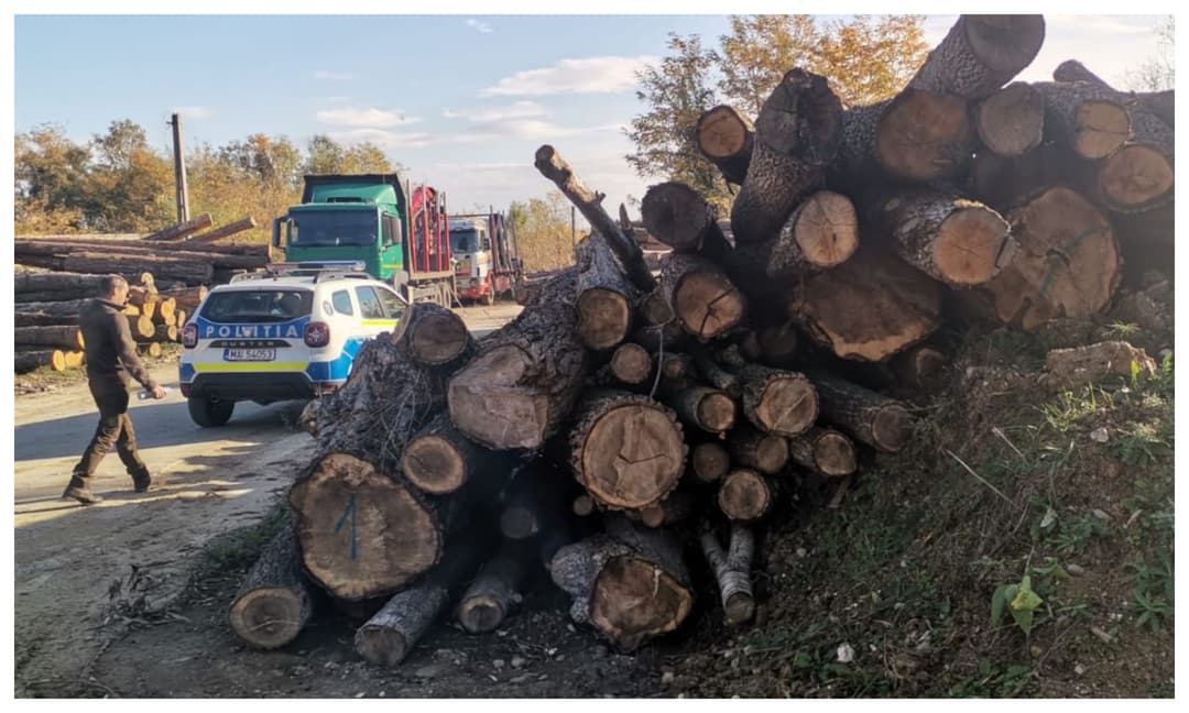  63 de Sancțiuni pentru Lemn Fără Acte în Trei Zile