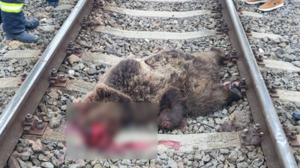  Un Urs, Victima Coliziunii cu un Tren între Hărman și Budila