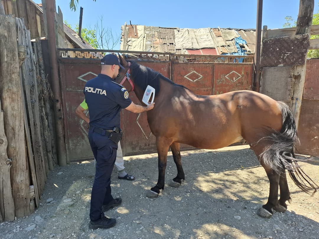 Sancțiuni de peste 10.000 de lei pentru neglijarea animalelor; Un cal declarat mort, încă în viață