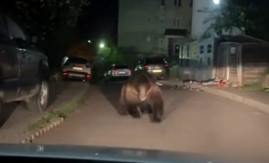 Alertă în Predeal cu un urs gigant surprins atacând o mașină pe stradă - Dacă eram pe jos, ce se întâmpla?
