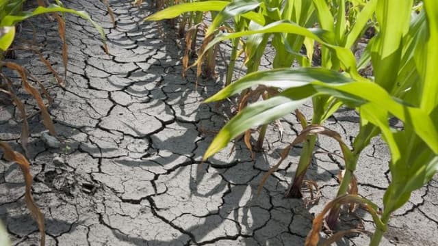  România în Fața Celei Mai Mari Scăderi a Producției de Cereale în 2024, Din Nou În Criză