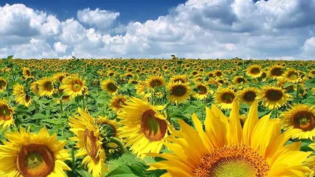 România strălucește ca al doilea cel mai mare exportator de oleaginoase din UE în 2024, dominând la floarea-soarelui.
